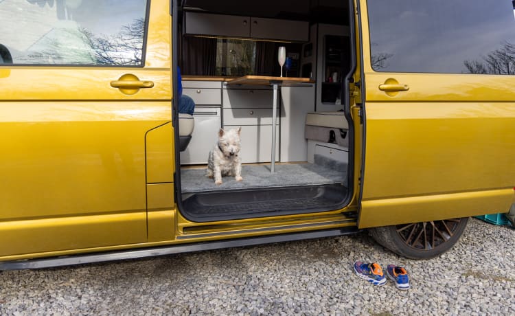 Goldbug – 4-persoons Volkswagen campervan uit 2019