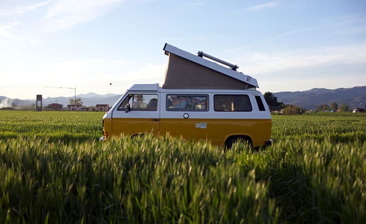 FRANCO - Vw T3 Westfalia 