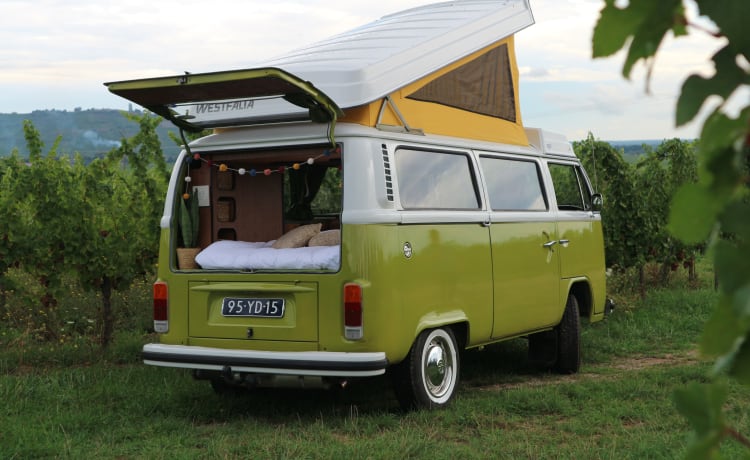 Sanseveria – Volkswagen T2b Westfalia Berlin '77