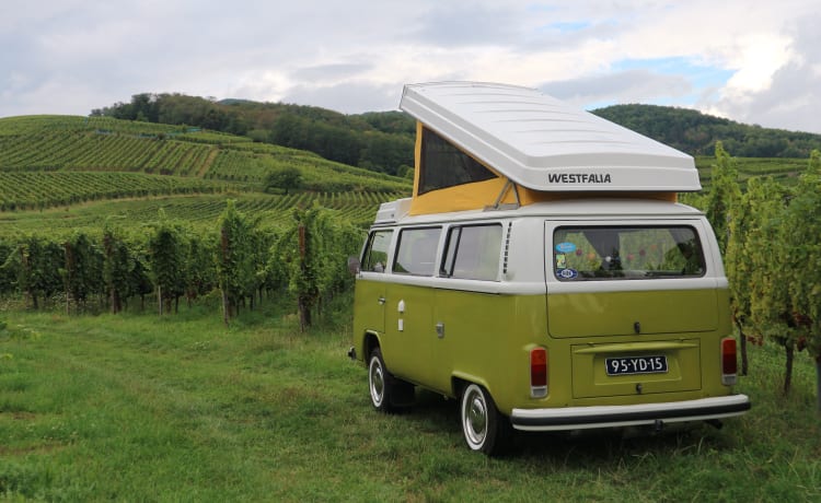 Sanseveria – Volkswagen T2b Westfalia Berlin '77