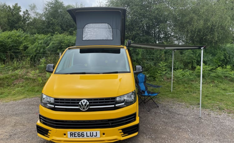 Bee – Maak kennis met Bee - VW CamperVan T6