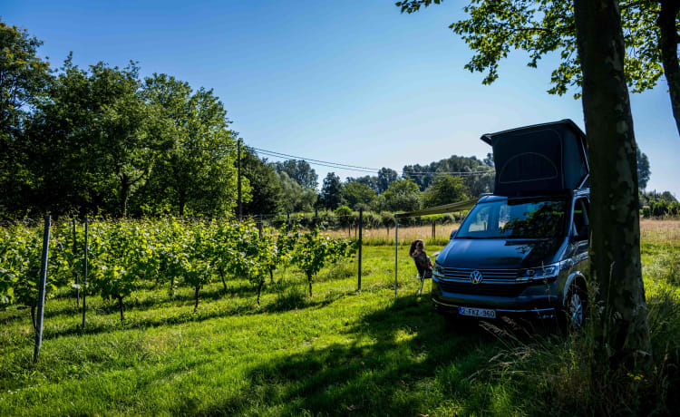 VW California 6.1 Ocean (2022) – 4 Personen – Automatik + Fahrradträger