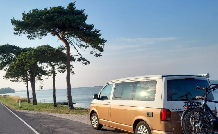 VW California Ocean T6.1 2022