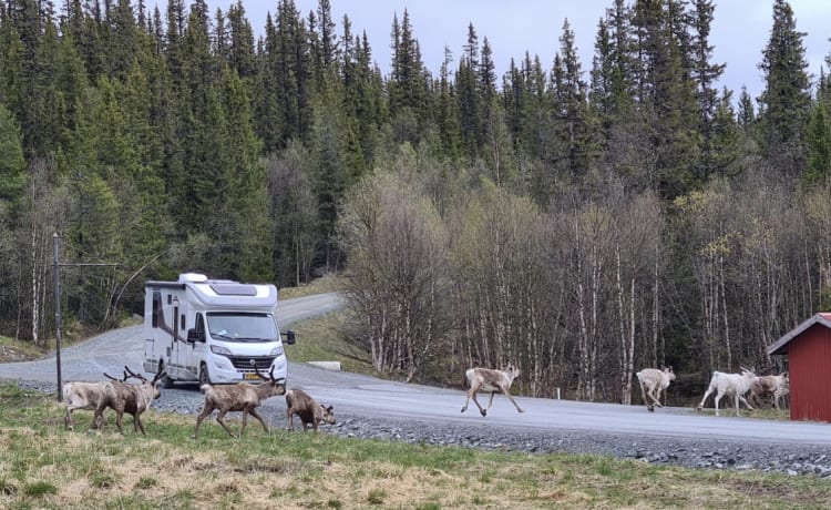 Goditi il comfort e la libertà con questo nuovo camper semi-integrato