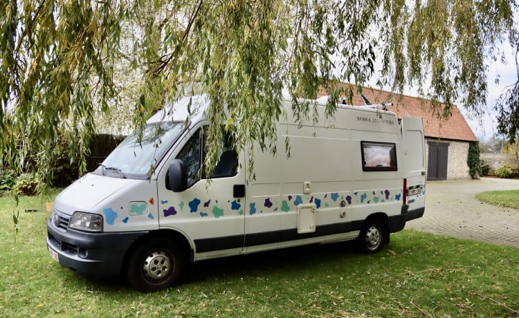 Bella de koe – Fiat Ducato 2p (idéal pour surfeurs et/ou propriétaires d'animaux) 