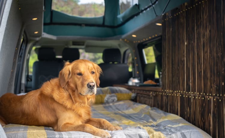 Ringo – VW Transporter - Camping-car Poptop