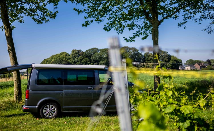 VW California 6.1 Ocean (2022) - 4 Personen - Automaat 