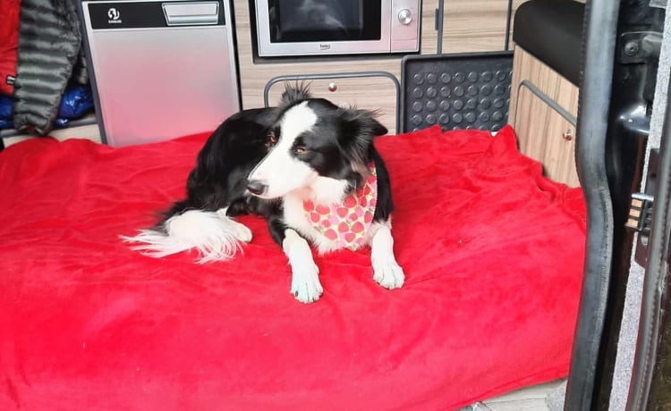 Maisie – Elegante camper VW automatico con 4 posti letto, adatto agli animali domestici