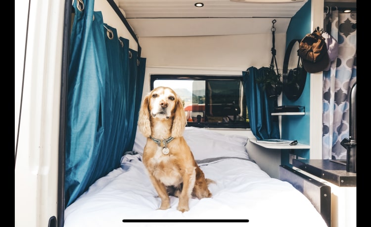 Bailey The Campervan  – Stop niet met ontdekken