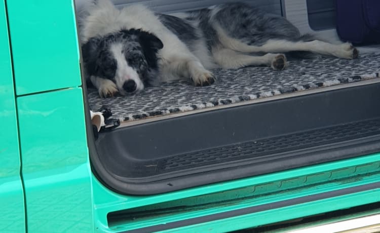 Scooby LWB – HUNDEFREUNDLICHER VW CAMPERVAN MIT ALLEN EXTRAS FÜR EINEN TOLLEN URLAUB