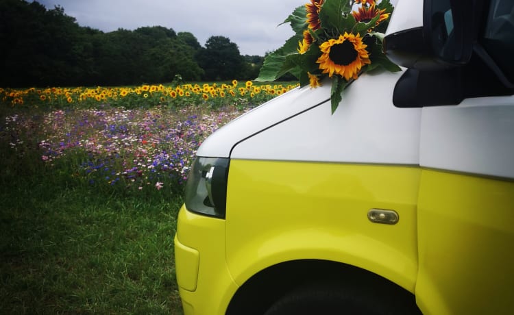 Daisy – 4 persoons Volkswagen Camper Van (nieuw omgebouwd 2022)