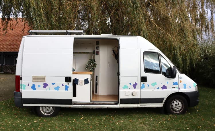 Bella de koe – 2p fiat ducato (ideaal voor surfers en/of dierenbaasjes) 