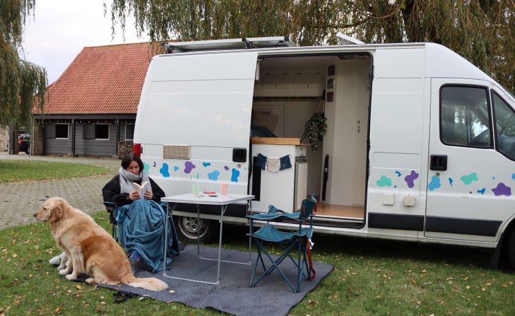 Bella de koe – 2p fiat ducato (ideaal voor surfers en/of dierenbaasjes) 