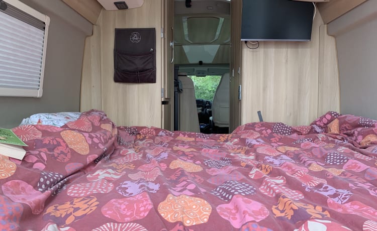 Dreamer – 5-Bett-Fiat-Bus von 2019