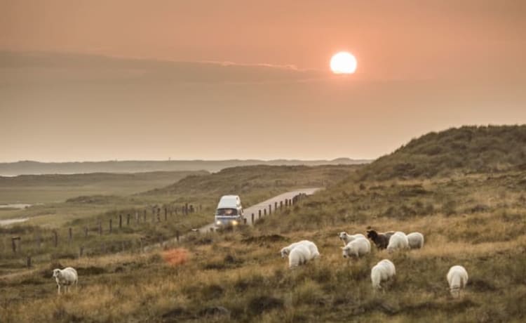 Loui – Camper Volkswagen T2