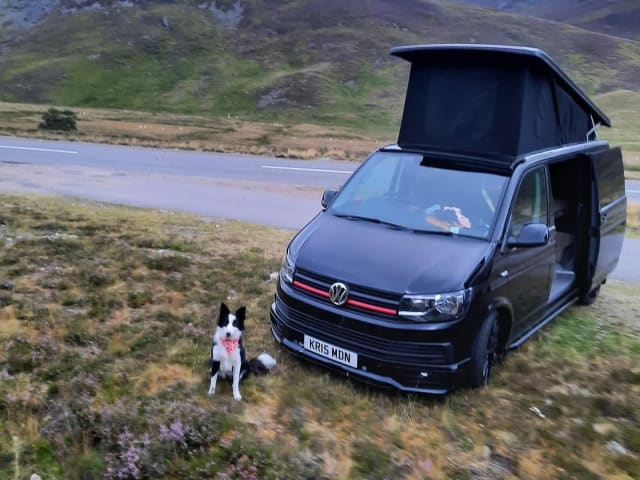 Maisie – Elegante camper VW automatico con 4 posti letto, adatto agli animali domestici