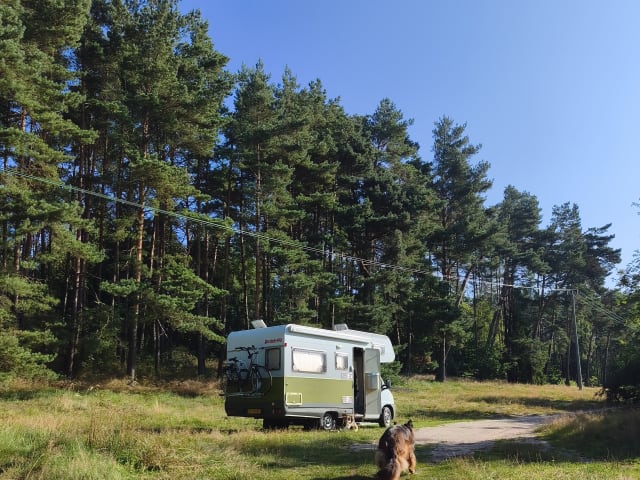 Cees – Alcove Camper (1997) – unbegrenzte Kilometer – Haustiere erlaubt