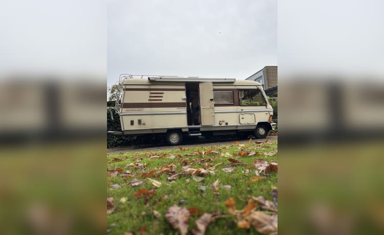 Bruine Beer – Hymer, Braunbär von 1985 in Top-Zustand