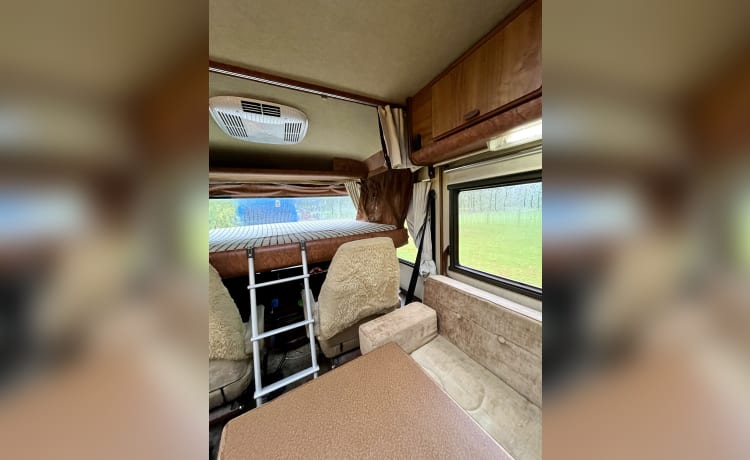 Bruine Beer – Hymer, Braunbär von 1985 in Top-Zustand