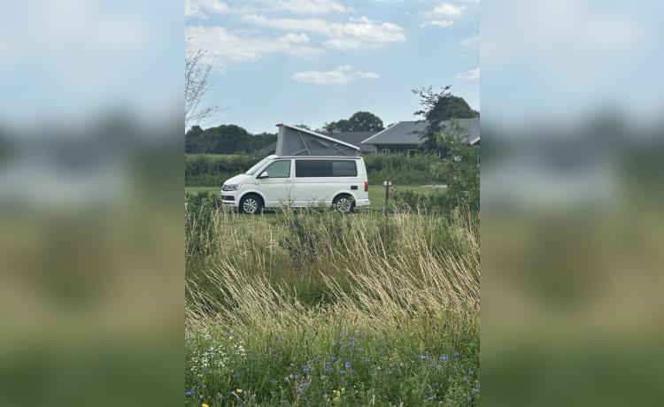 Cali  – Volkswagen California T6 (Factory Camper, d'origine)