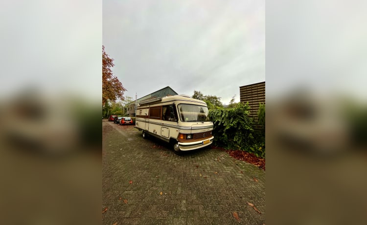 Bruine Beer – Hymer, Braunbär von 1985 in Top-Zustand