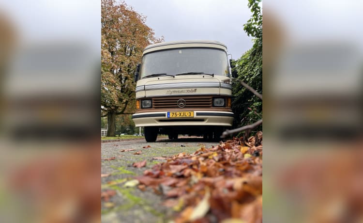 Bruine Beer – Hymer, Braunbär von 1985 in Top-Zustand