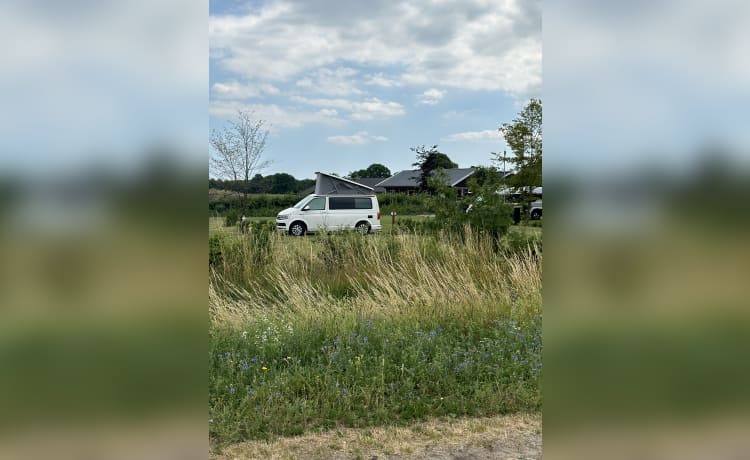 Cali  – Volkswagen California T6 (Fabriekscamper, origineel)