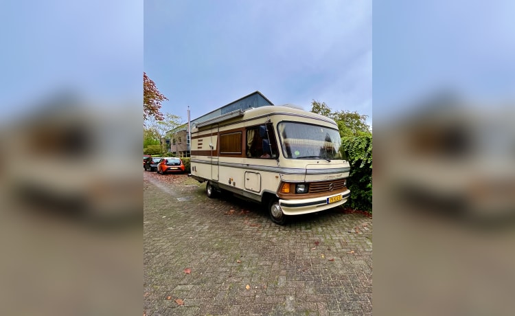 Bruine Beer – Hymer, ours brun de 1985 en parfait état