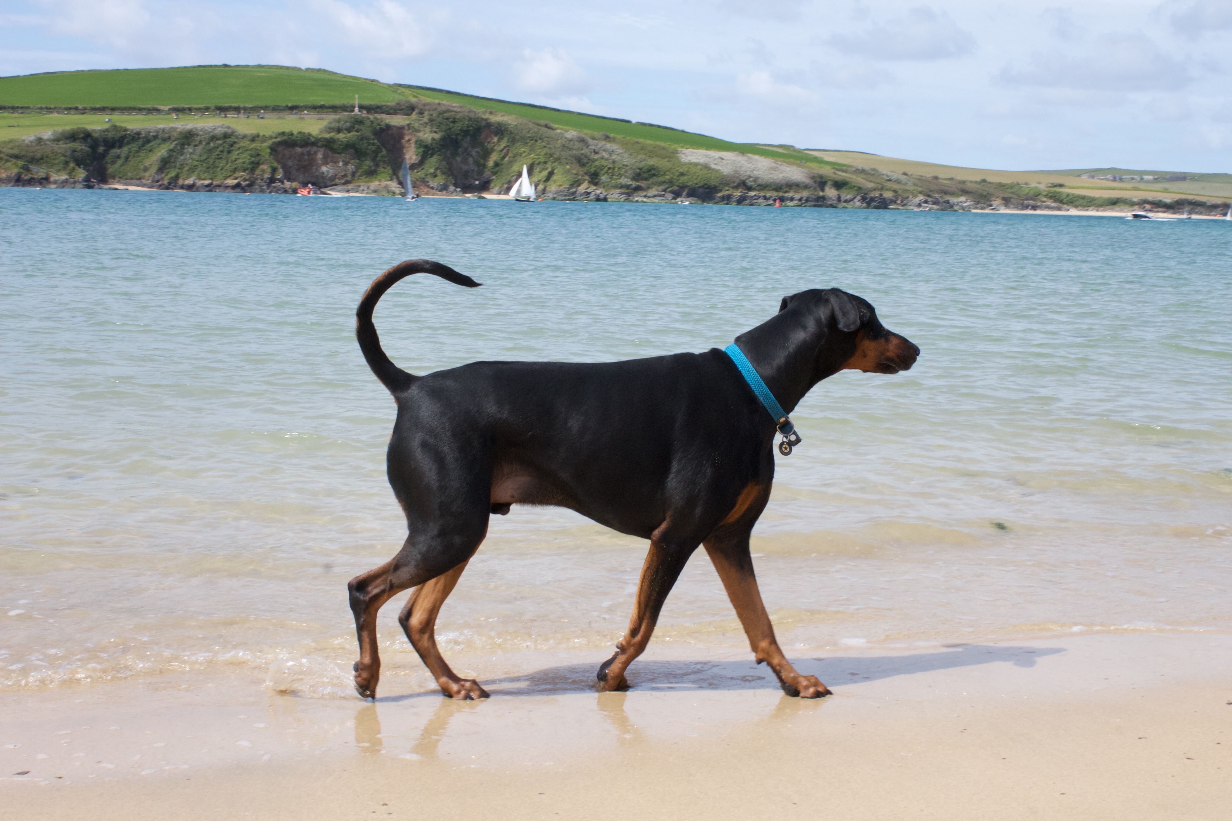 Bringing a Dog on campervan Travel Travelling in a Motorhome with