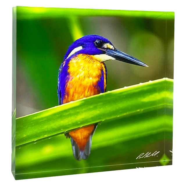 Acrylic Block, Azure Kingfisher, Darwin, NT