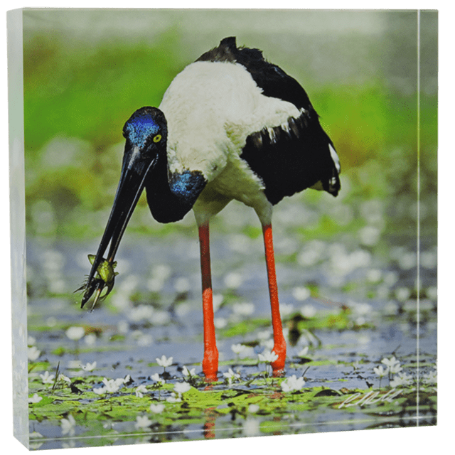 Acrylic Block, Black necked Stork, Darwin