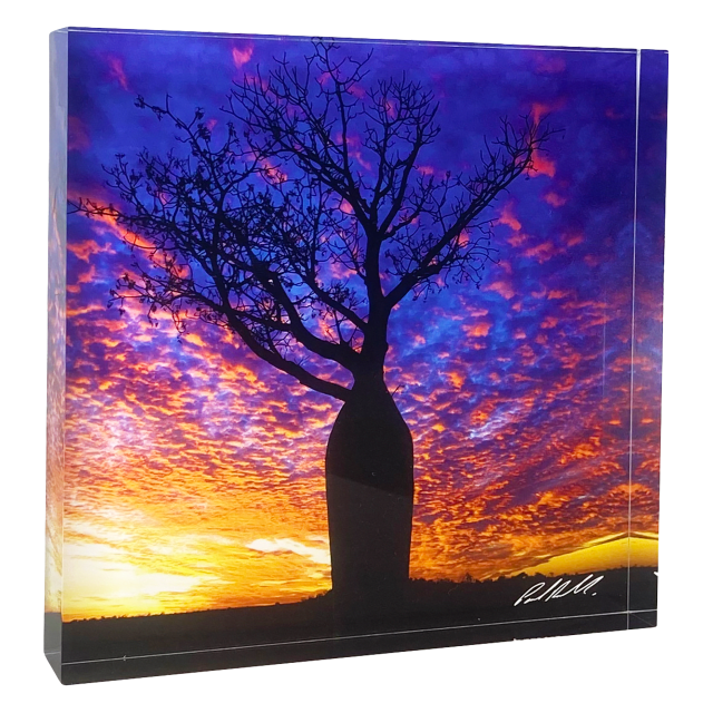 Acrylic Block, Boab Tree, NT