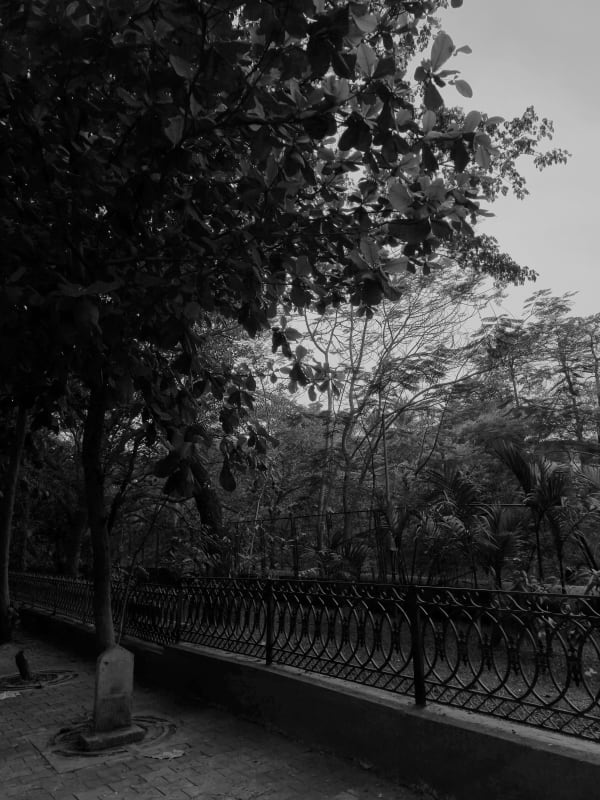 A tree-lined pathway at dusk beside an ornate cast-iron park railing, dense foliage arching overhead, in black and white.