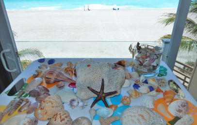 Fresh shells collected from a morning walk on the beach