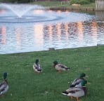 Lots of ducks to feed