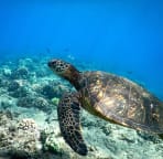 Honu everywhere