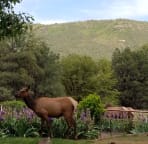 Elk on Pine Canyon Road