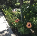Beautiful Flowers along Botanical Walk
