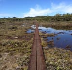 Alakai Swamp trail, highest swamp in the world