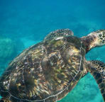 Great place to swim with turtles