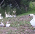 Check out the baby swans