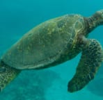 Swim with the turtles in front of 1309