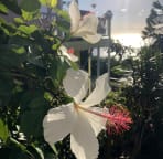 Native white hibiscus grows on the property.