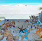 Fresh shells collected from a morning walk on the beach
