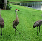 Wildlife - Bring Your Camera