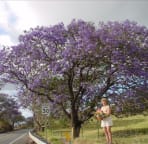 Jacarunda Tree In Full Bloom In May On The Slopes Of Haleakala