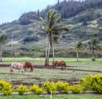North Shore Country Villa views