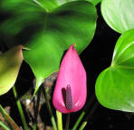 Antheriums