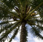 Fresh Coconut Water Available Right on Property