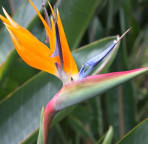 Bird of Paradise